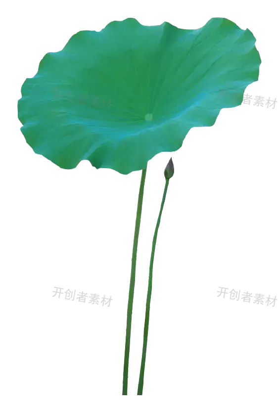 绿色荷叶、花蕾实物图免抠元素